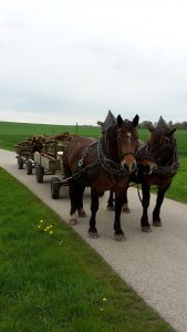 Pferdegespann vor zwei Anhängern mit Holz